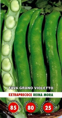 FAVA PRECOCISSIMA GRANO VIOLETTO - BIOSEME 2426