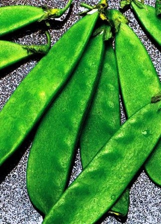 PISELLO MEZZA RAMA TACCOLA MANGIATUTTO - BIOSEME 3106