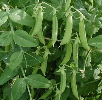 PISELLO NANO RUGOSO MERAVIGLIA DI KELVEDON - SATIVA er18