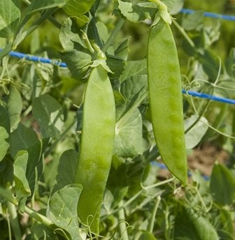 PISELLO TACCOLA MANGIATUTTO WEGGISSER - SATIVA er56