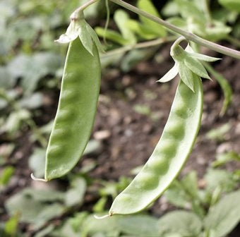 PISELLO TACCOLA MANGIATUTTO INVERNALE FRIEDA WELTEN - SATIVA er58