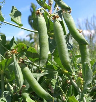 PISELLO TACCOLA MANGIATUTTO SIMA - SATIVA er35