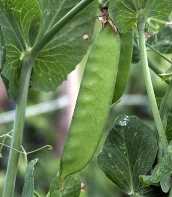 PISELLO TACCOLA MANGIATUTTO FIOCCO DI NEVE - SATIVA er50