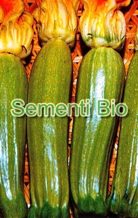 ZUCCHINO ORTOLANA DI FAENZA - BIOSEME 4370