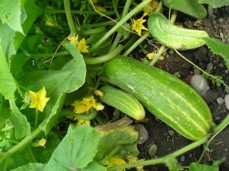 CETRIOLO VORGEBIRGSTRAUBEN - SATIVA gu12