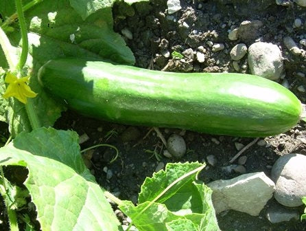 CETRIOLO BONO - SATIVA gu20