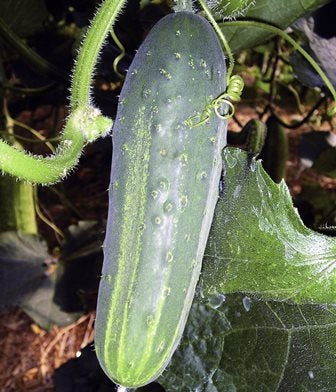 CETRIOLO MARKETMORE 97 - SATIVA gu25