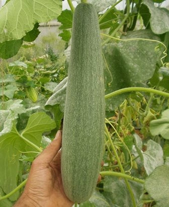 CETRIOLO D'ARMENIA - SATIVA gu60