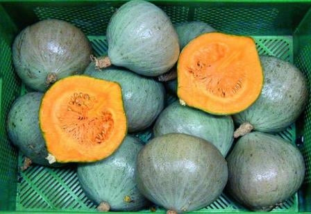 ZUCCA MAXIMA BLUE BALLET - SATIVA ku14