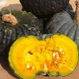 ZUCCA MAXIMA MARINA DI CHIOGGIA - SATIVA ku29