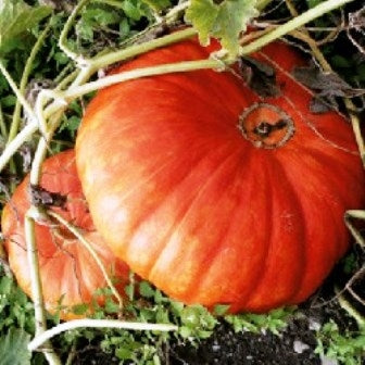 ZUCCA MAXIMA ROSSA D'ETAMPES - SATIVA ku31