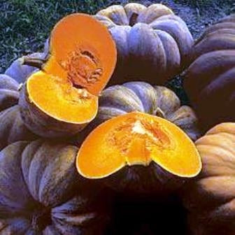 ZUCCA MOSCATA DI PROVENZA - SATIVA ku45
