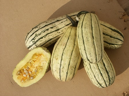 ZUCCA PEPO BUSH DELICATA - SATIVA ku50