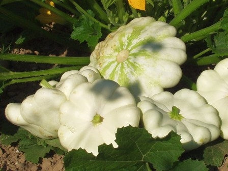 ZUCCA PEPO PATISSON - SATIVA ku51