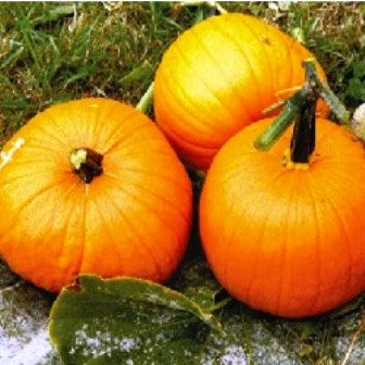 ZUCCA PEPO LANTERNA DI JACK - SATIVA ku58