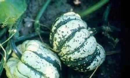 ZUCCA PEPO PATIDOU - SATIVA ku60