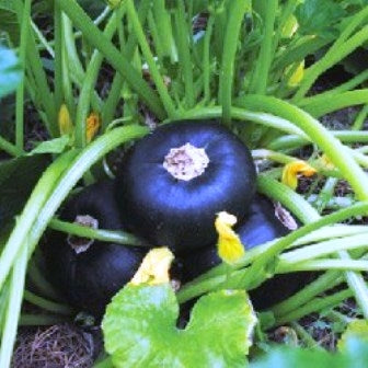 ZUCCHINO TONDO DI PIACENZA - SATIVA zu17