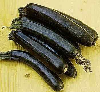 ZUCCHINO BLACK BEAUTY - SATIVA zu14