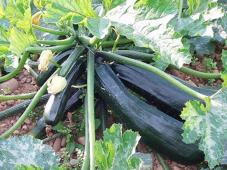 ZUCCHINO MUTABILE - SATIVA zu12