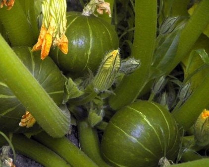 ZUCCHINO ZAPALITTO - SATIVA zu23