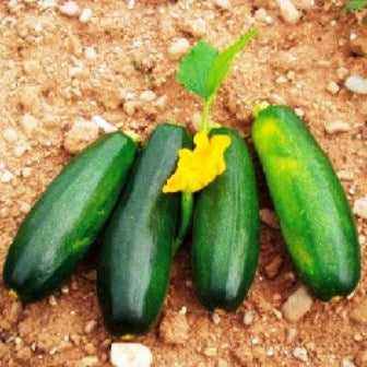 ZUCCHINO VERDE DI MARAICHERS - SATIVA zu25