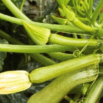 ZUCCHINO ALBERELLO DI SARZANA - SATIVA zu26