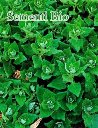 SPINACIO TETRAGONIA - BIOSEME 4180