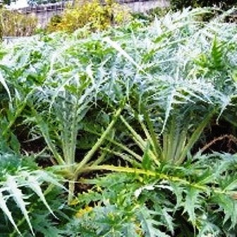 CARDO ARGENTATO SPINOSO DI GINEVRA - SATIVA ca10