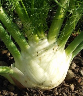 FINOCCHIO PERFEZIONE - SATIVA fe12