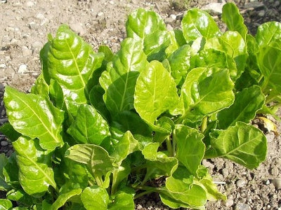 BIETOLA DA TAGLIO