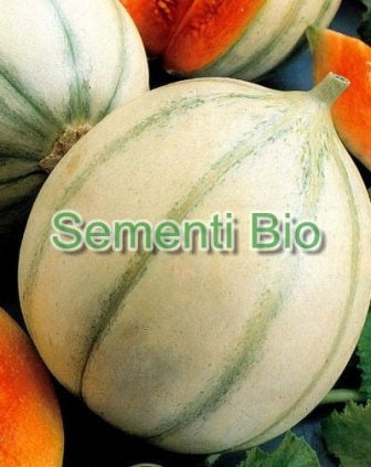 MELONE CANTALUPO - BIOSEME 2902