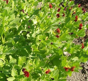 GINESTRINO PURPUREO - SATIVA er70