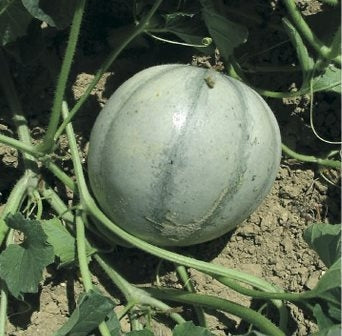 MELONE CHARENTAIS - SATIVA me64