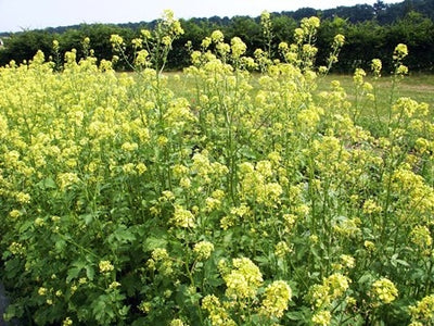 SENAPE GIALLA - SATIVA gr12