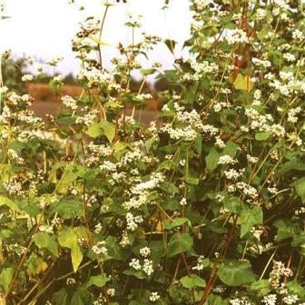 GRANO SARACENO - SATIVA gr14