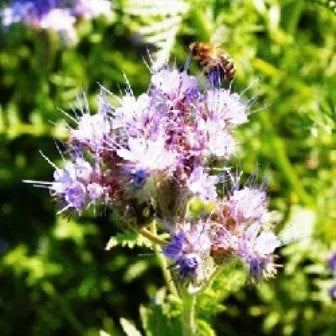 FACELIA - SATIVA gr16