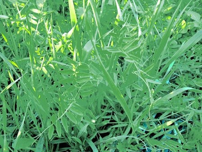 MISTO INVERNALE - SATIVA gr21