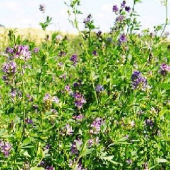 ERBA MEDICA - SATIVA gr25