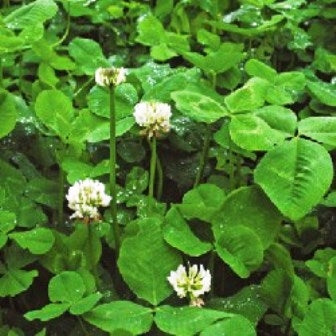 TRIFOGLIO BIANCO - SATIVA gr26