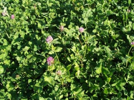 TRIFOGLIO ROSSO - SATIVA gr27