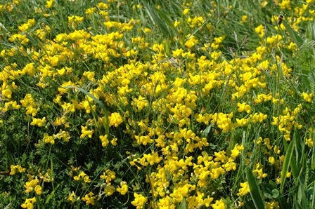 GINESTRINO - SATIVA gr28