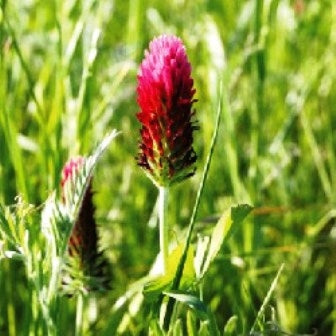 TRIFOGLIO INCARNATO - SATIVA gr29