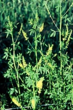 MELILOTO - SATIVA gr48