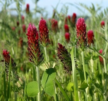 MISTO LANDSBERG - SATIVA gr65