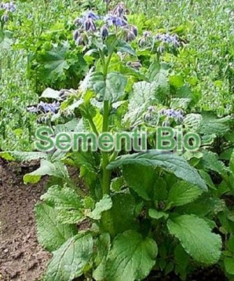 BORRAGINE - BIOSEME AR14