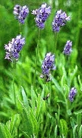 LAVANDA VERA - BIOSEME AR42