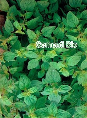 MAGGIORANA - BIOSEME AR46