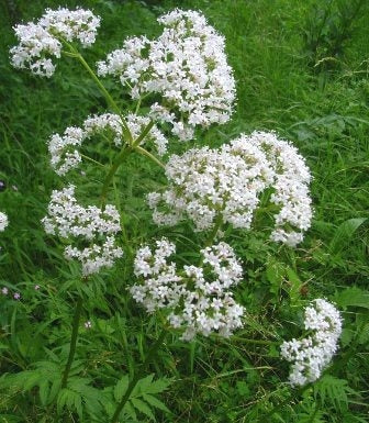 VALERIANA - SATIVA kr02