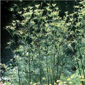 FINOCCHIO AROMATICO - SATIVA kr17