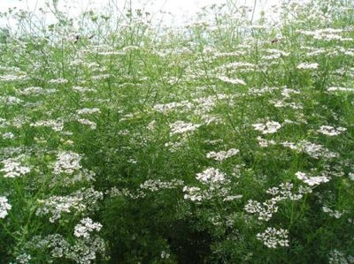 CORIANDOLO - SATIVA kr23